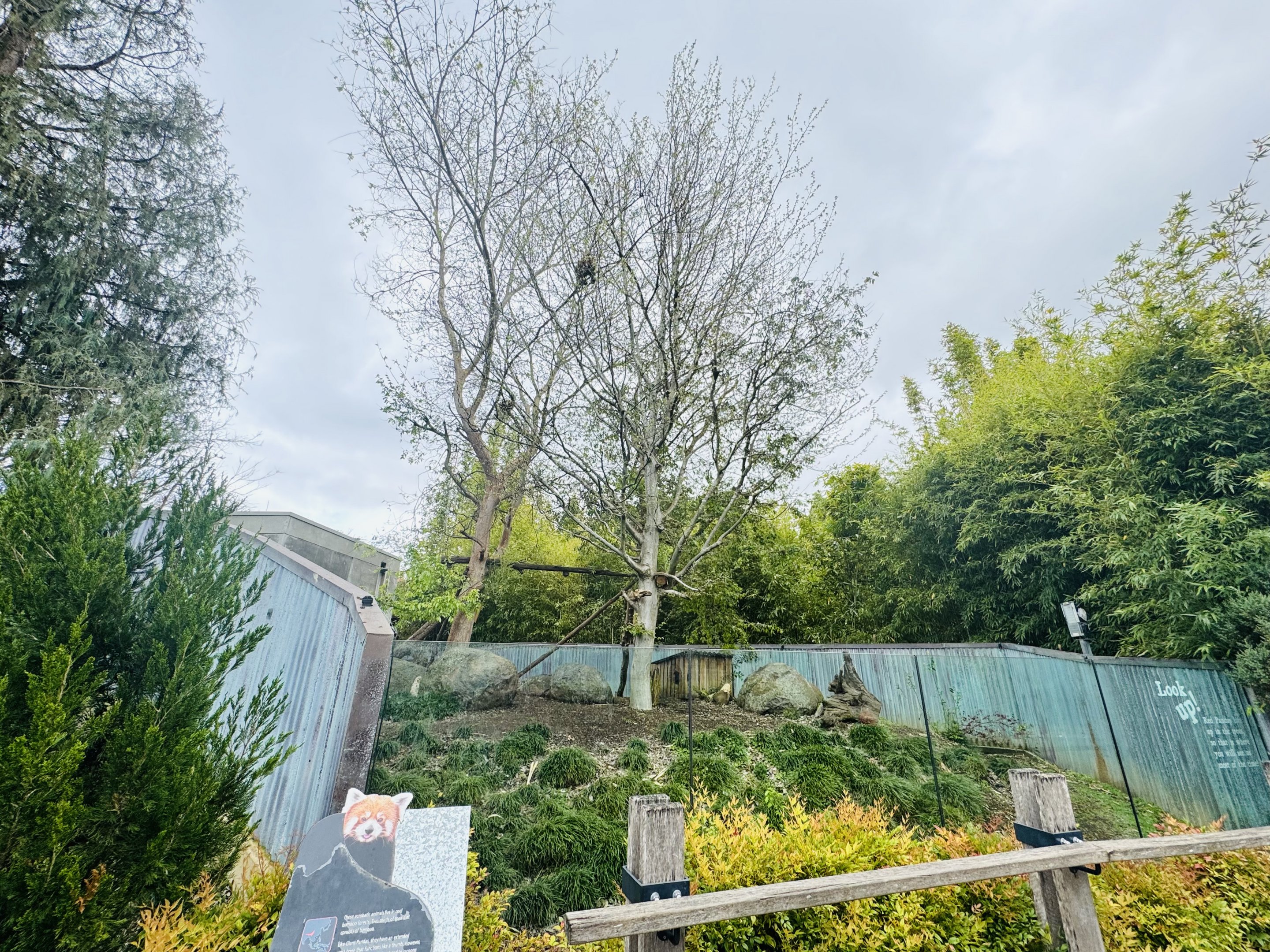 Red panda hillside enclosure