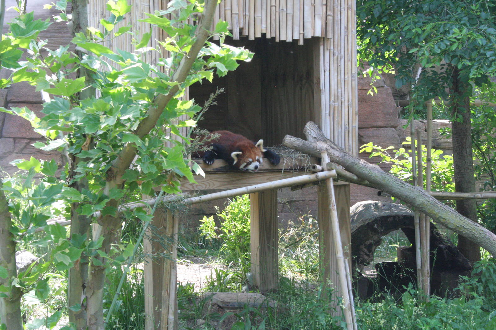 Red Panda House