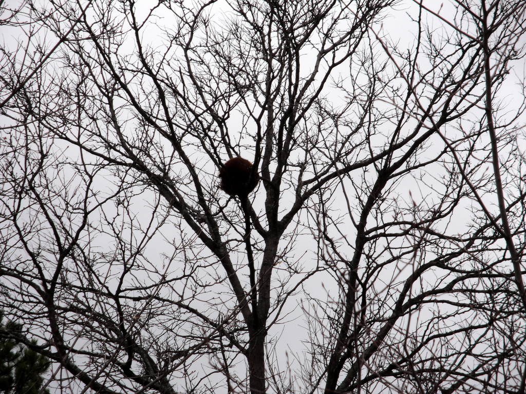 Red Panda in a Tree