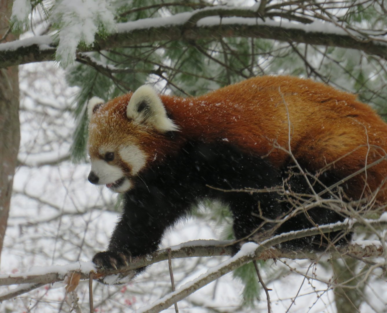 Red panda in a tree