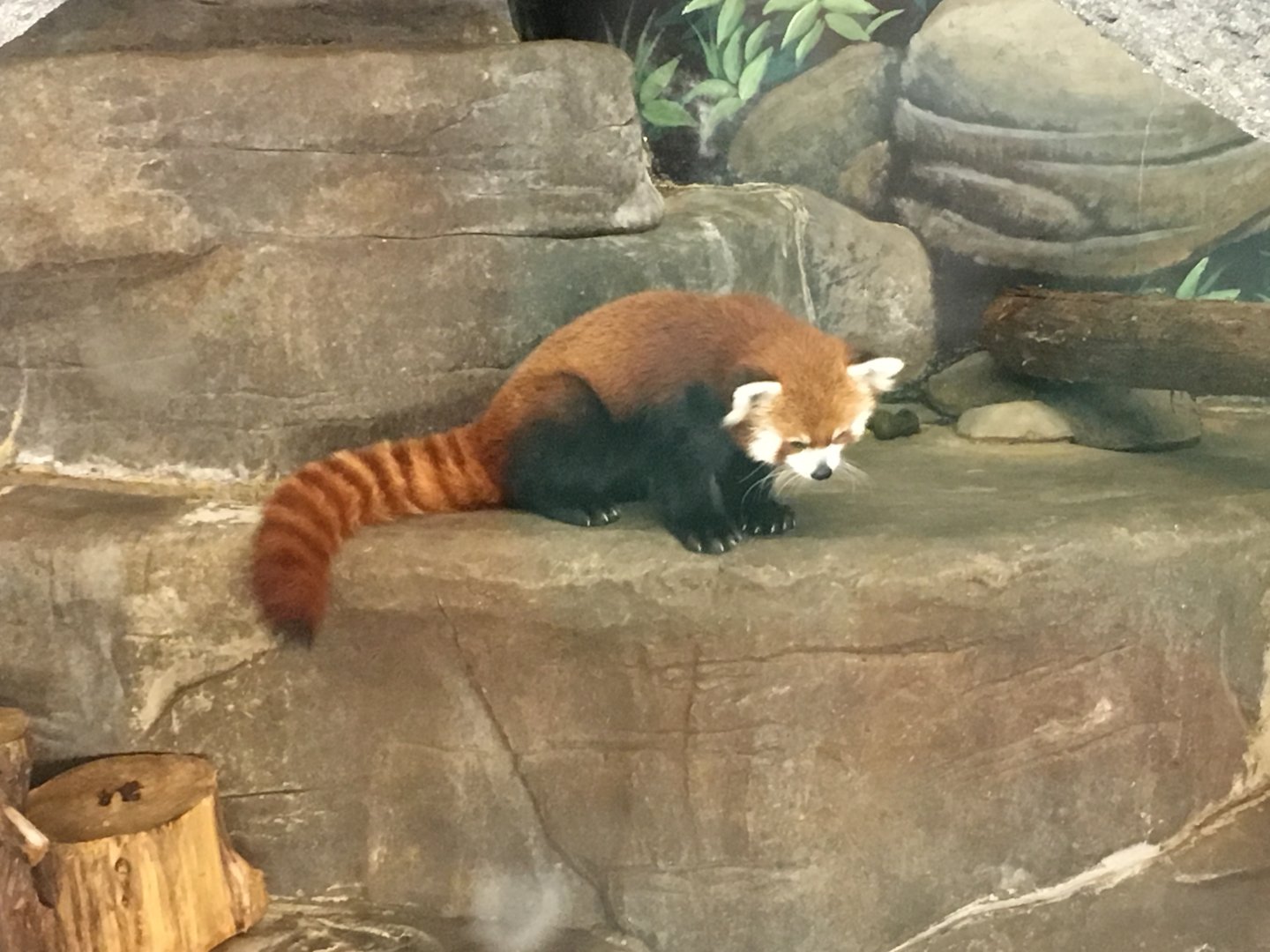 Red Panda in Indoor Exhibit
