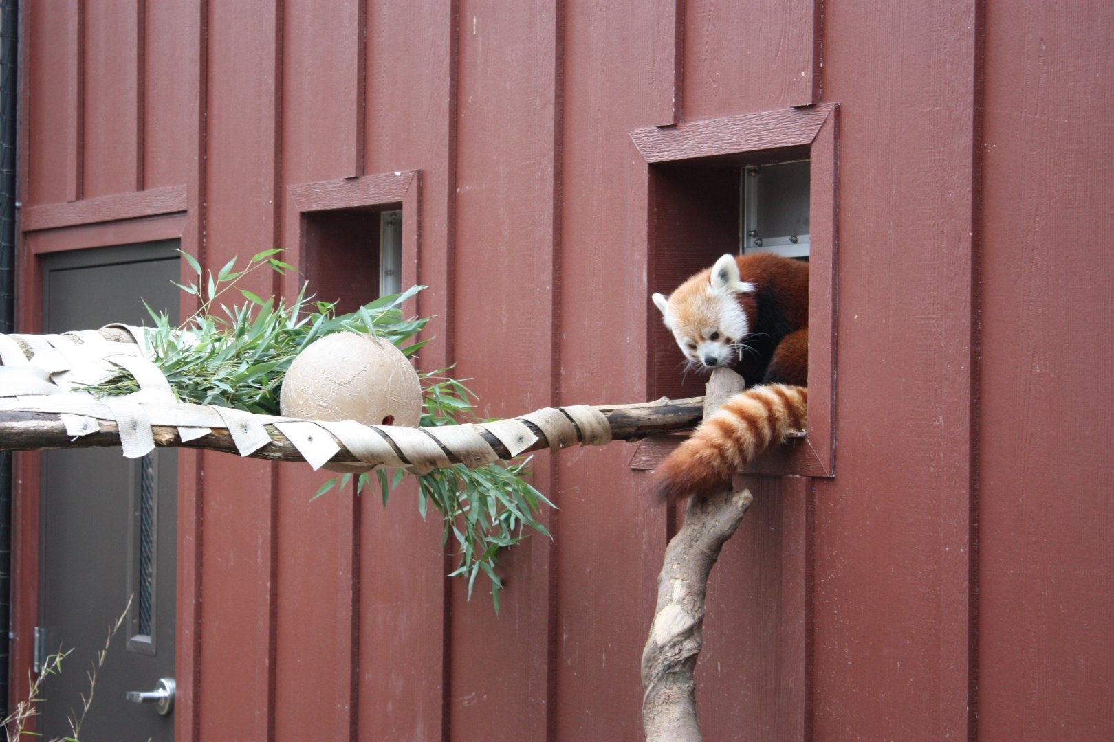 Red Panda in New Exhibit