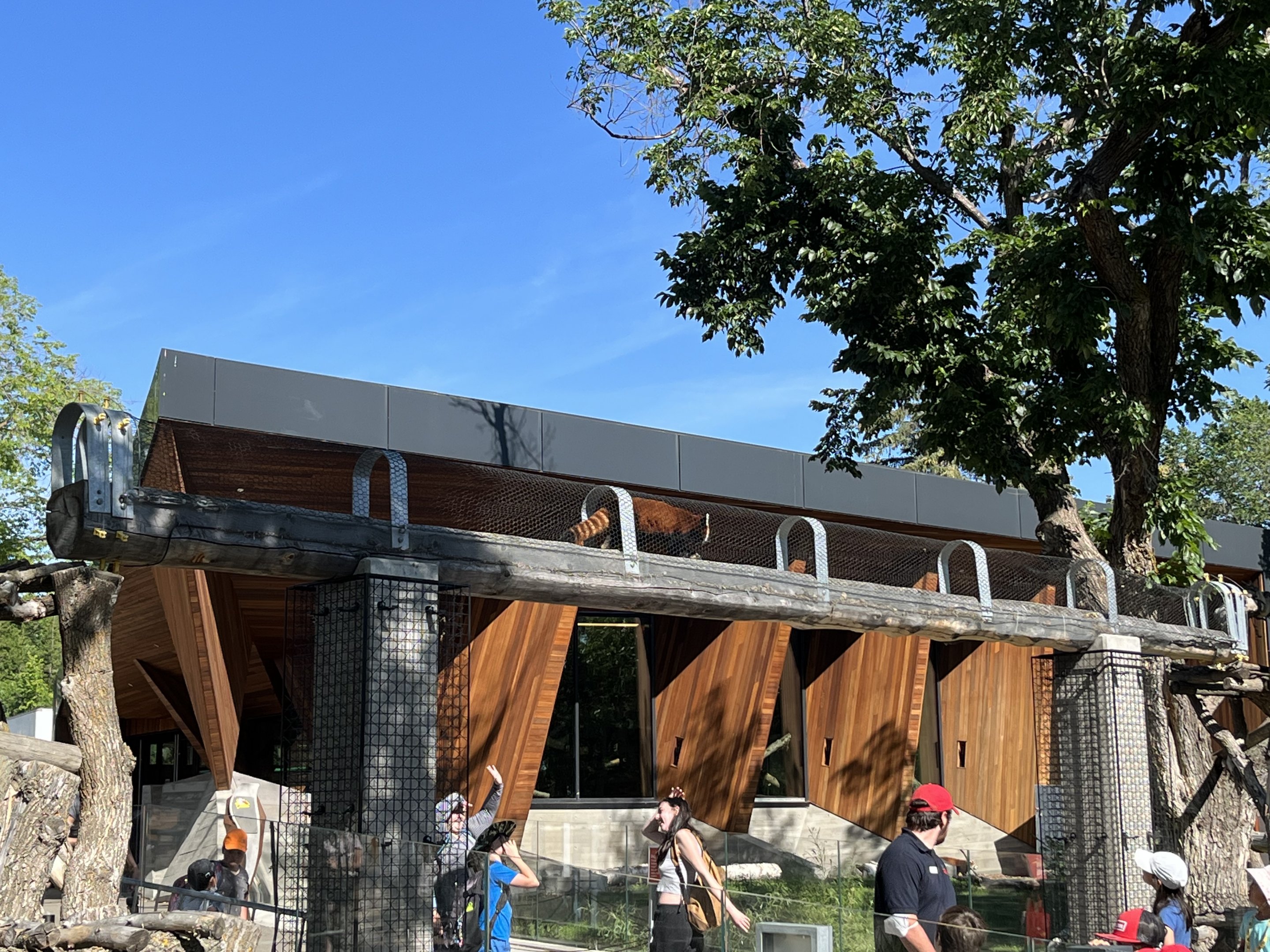 Red Panda in overhead tunnel