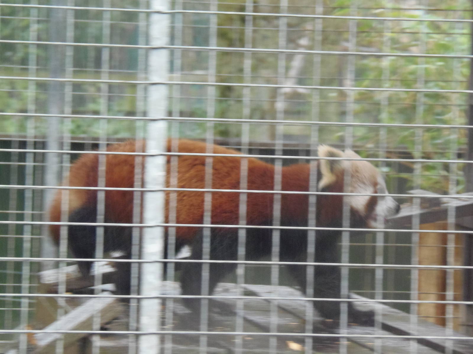 red panda in quarantine