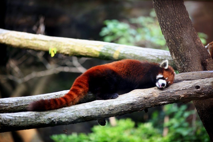 Red panda in Seoul zoo