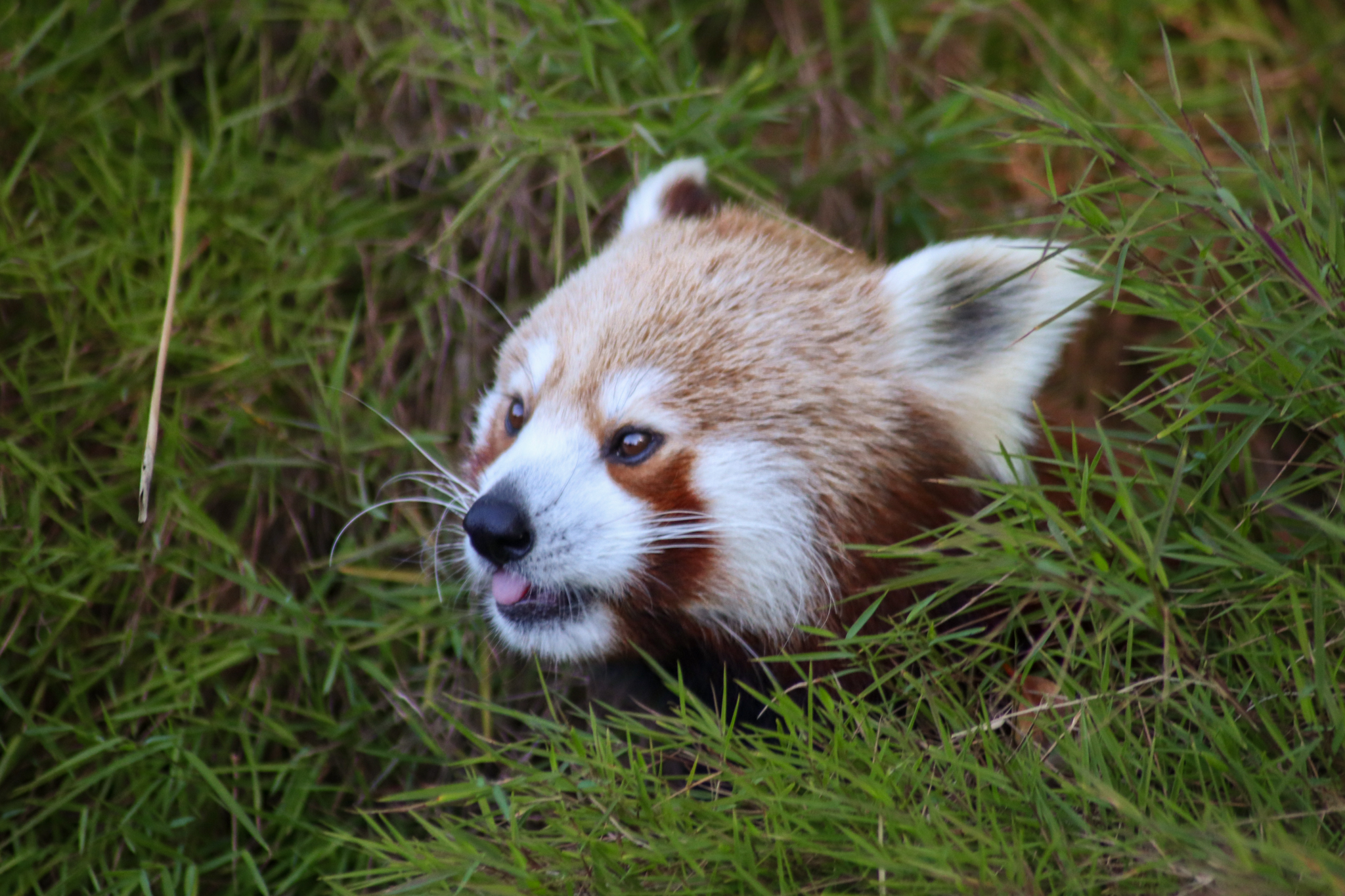 Red Panda in the Grass