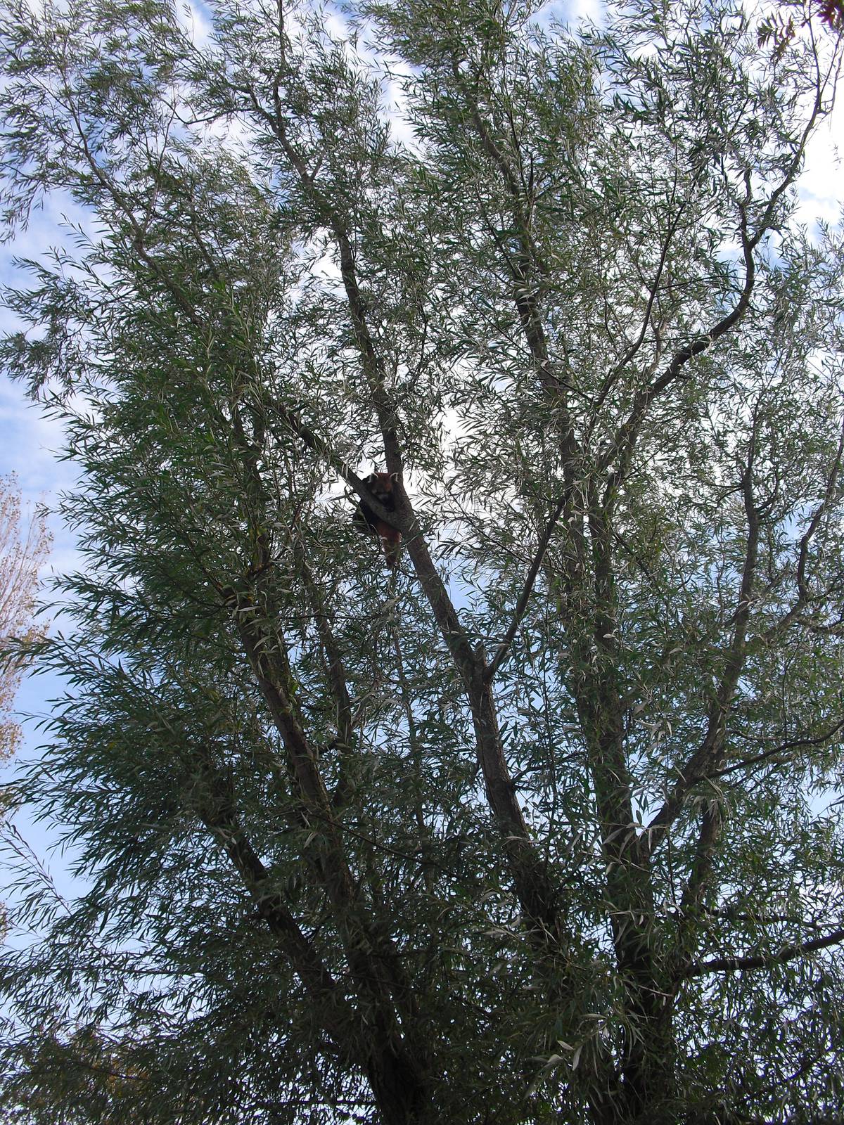 Red Panda in the trees, 01/10/2011
