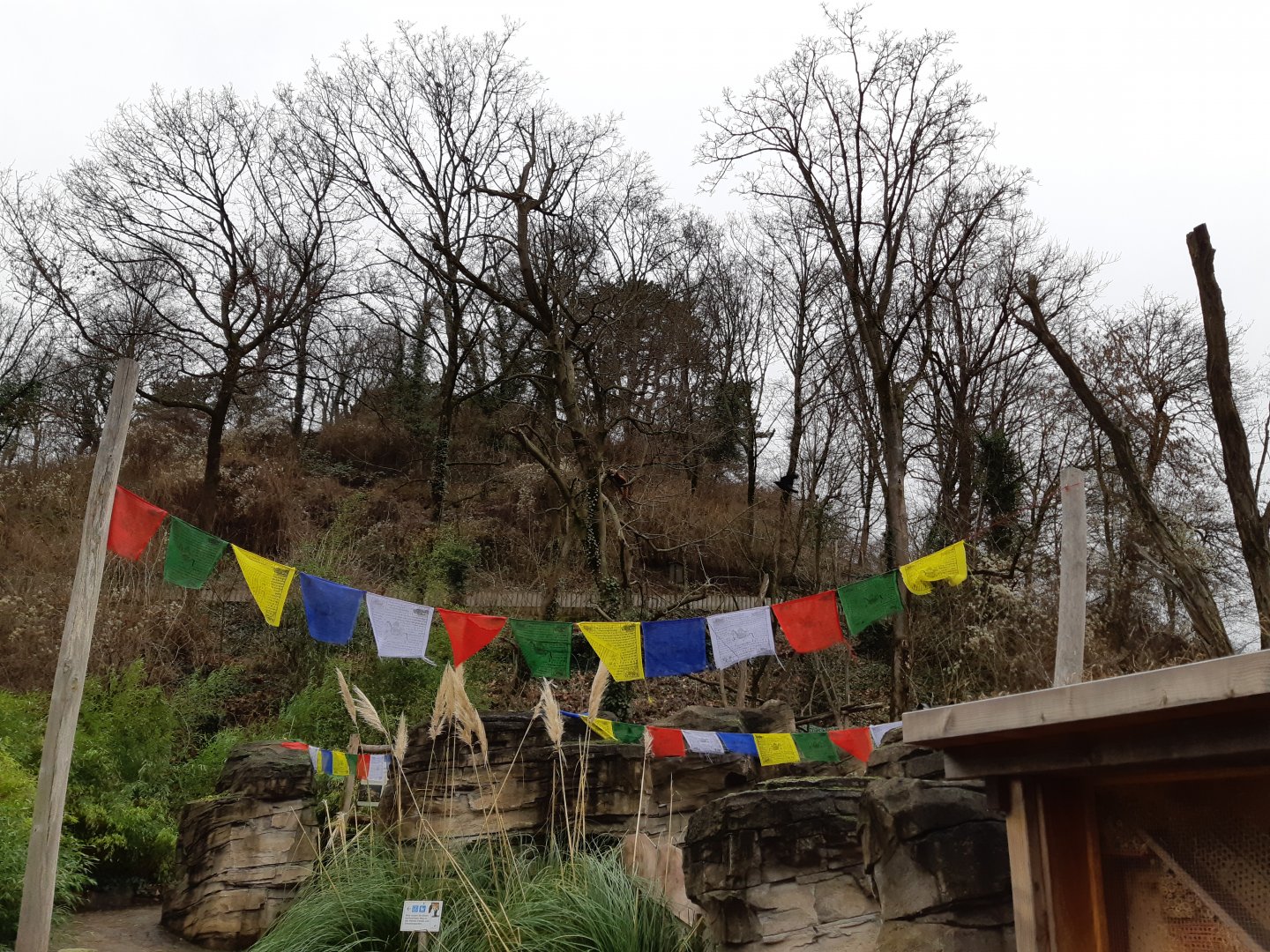 Red Panda in the trees