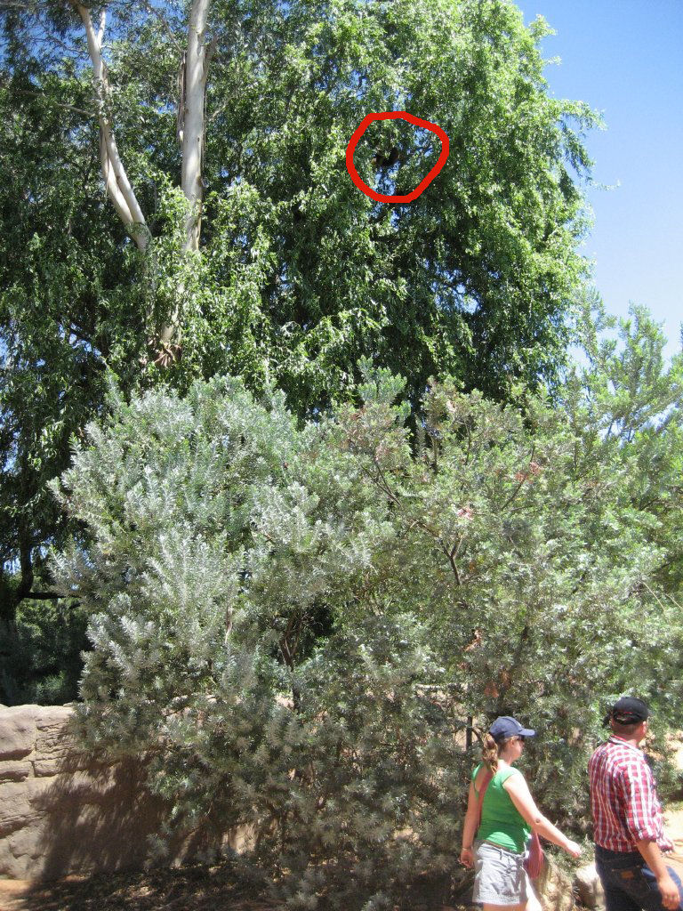 Red Panda in tree (circled)