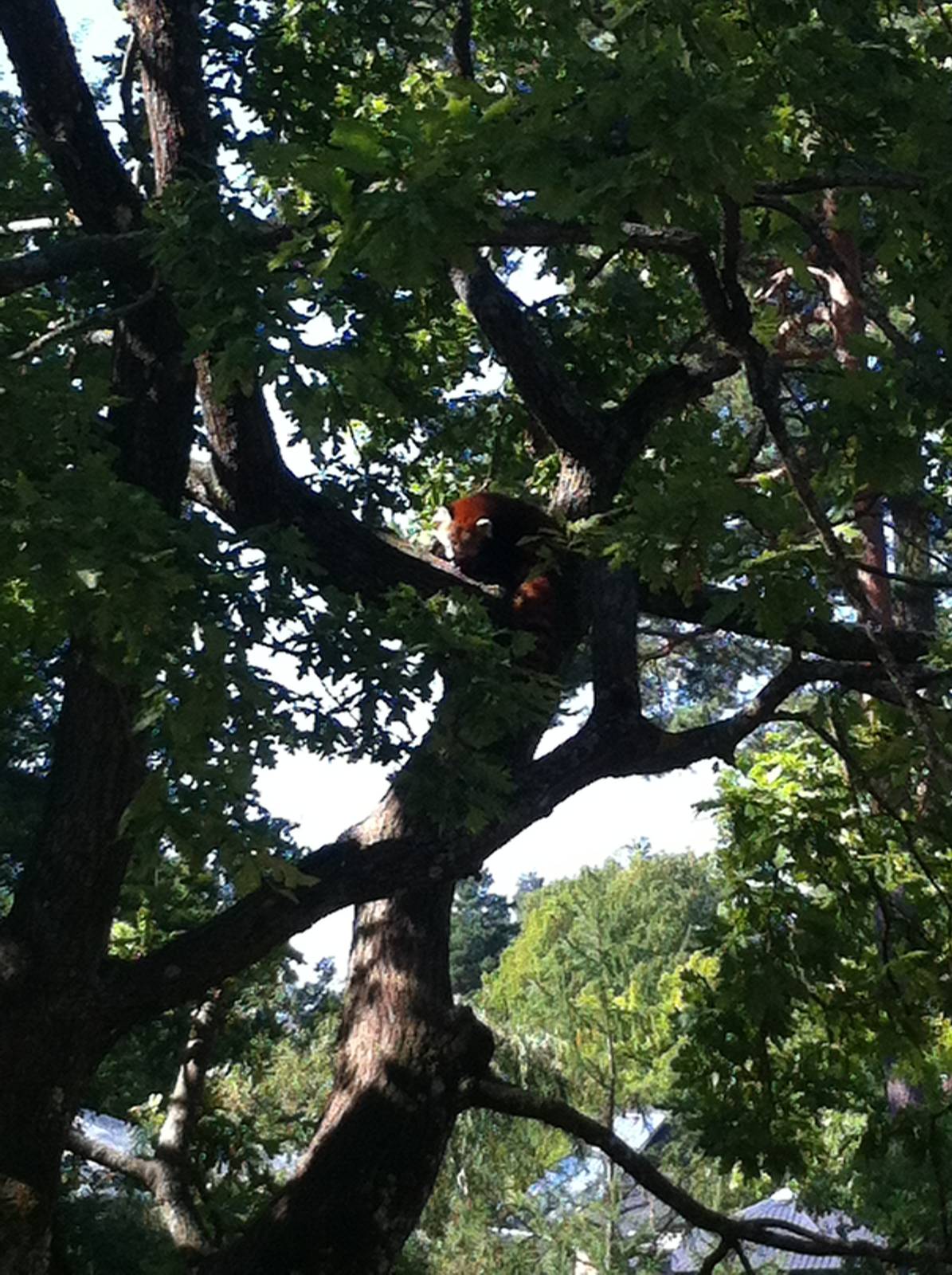 red panda in tree