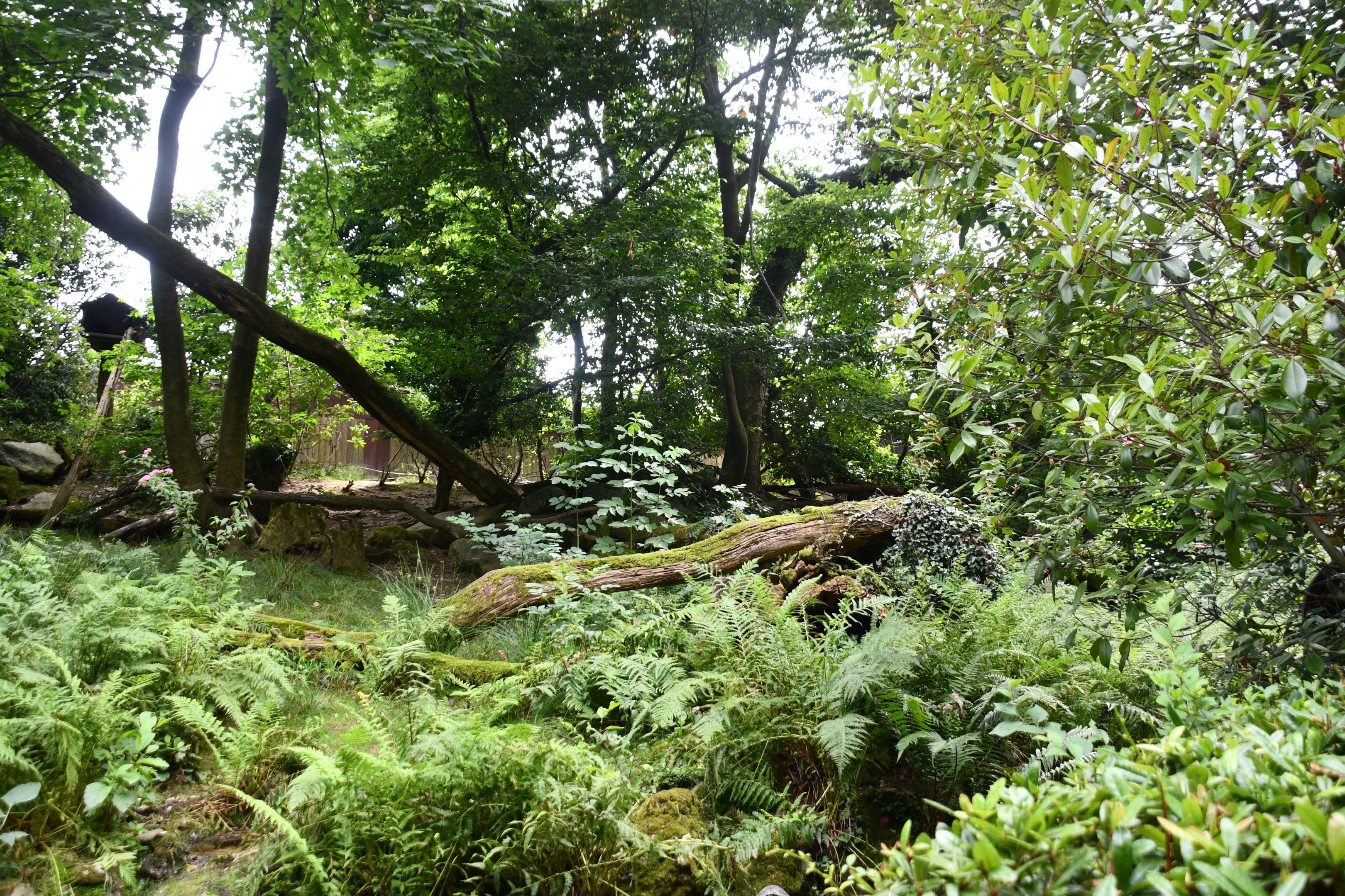 Red Panda/Indian Muntjac/Binturong exhibit
