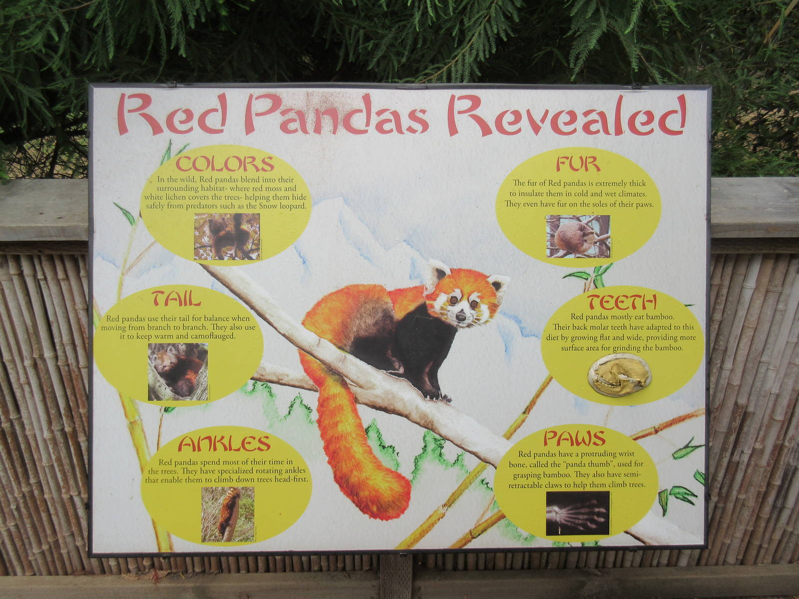 Red Panda/Indian Muntjac Exhibit - Sign