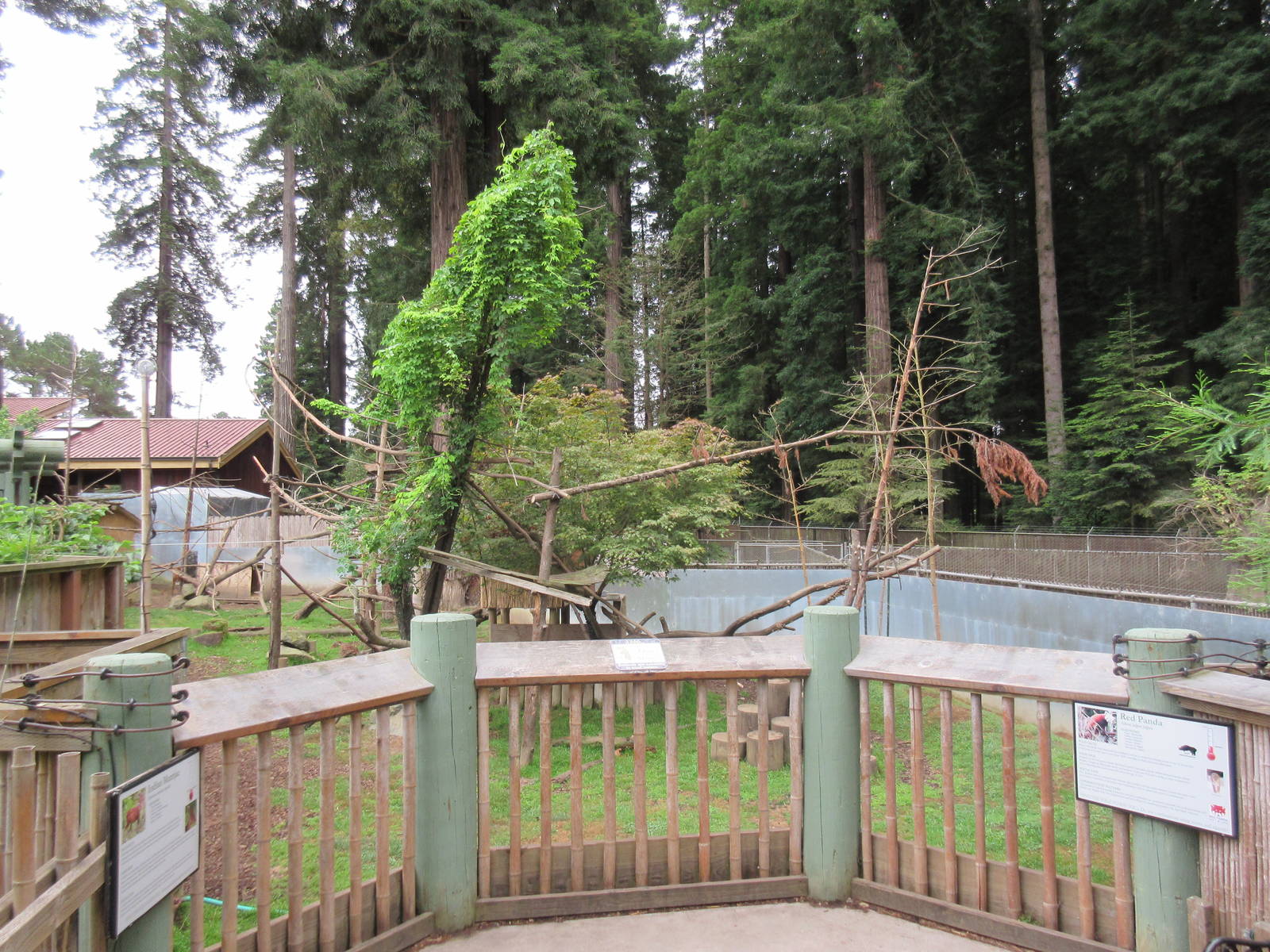 Red Panda/Indian Muntjac Exhibit