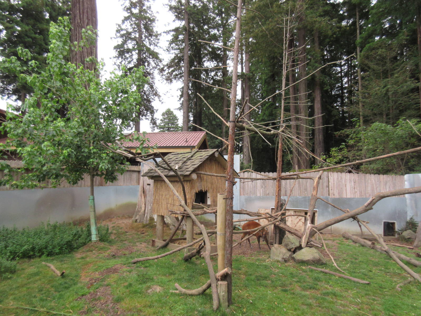 Red Panda/Indian Muntjac Exhibit