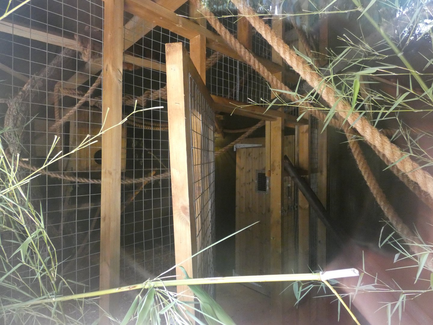 Red Panda indoor enclosure