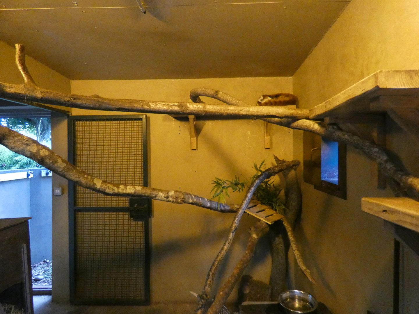 Red Panda indoor enclosure