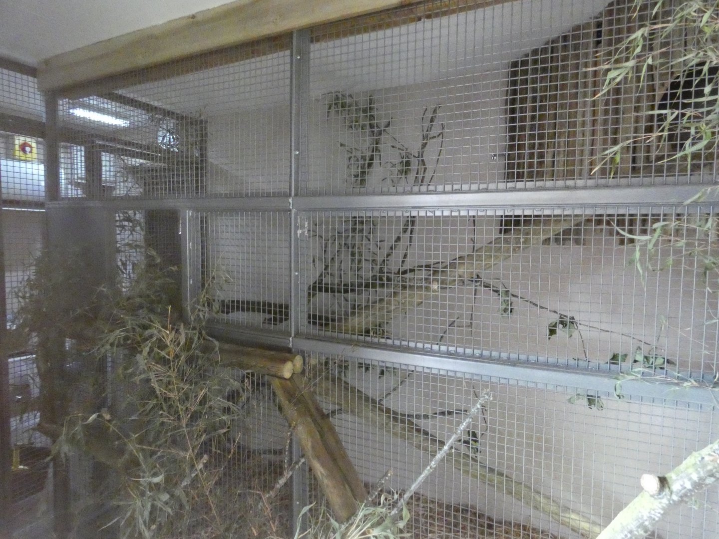 Red panda indoor enclosure