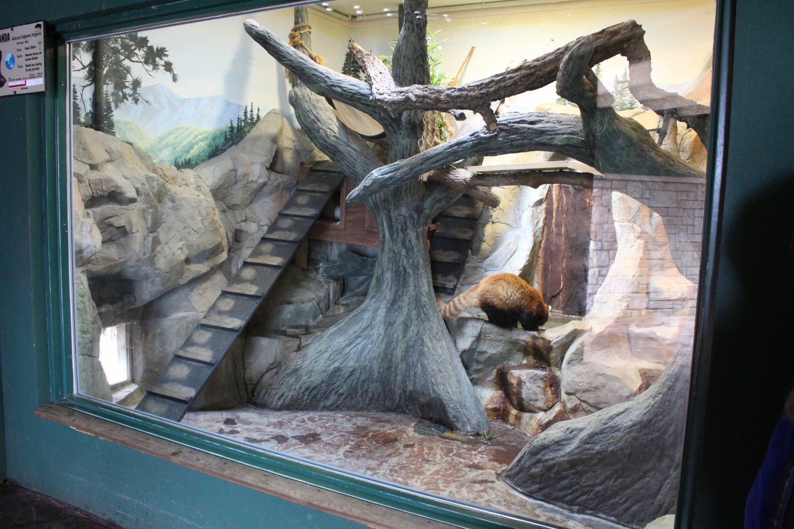 Red Panda Indoor Exhibit - Children's Zoo