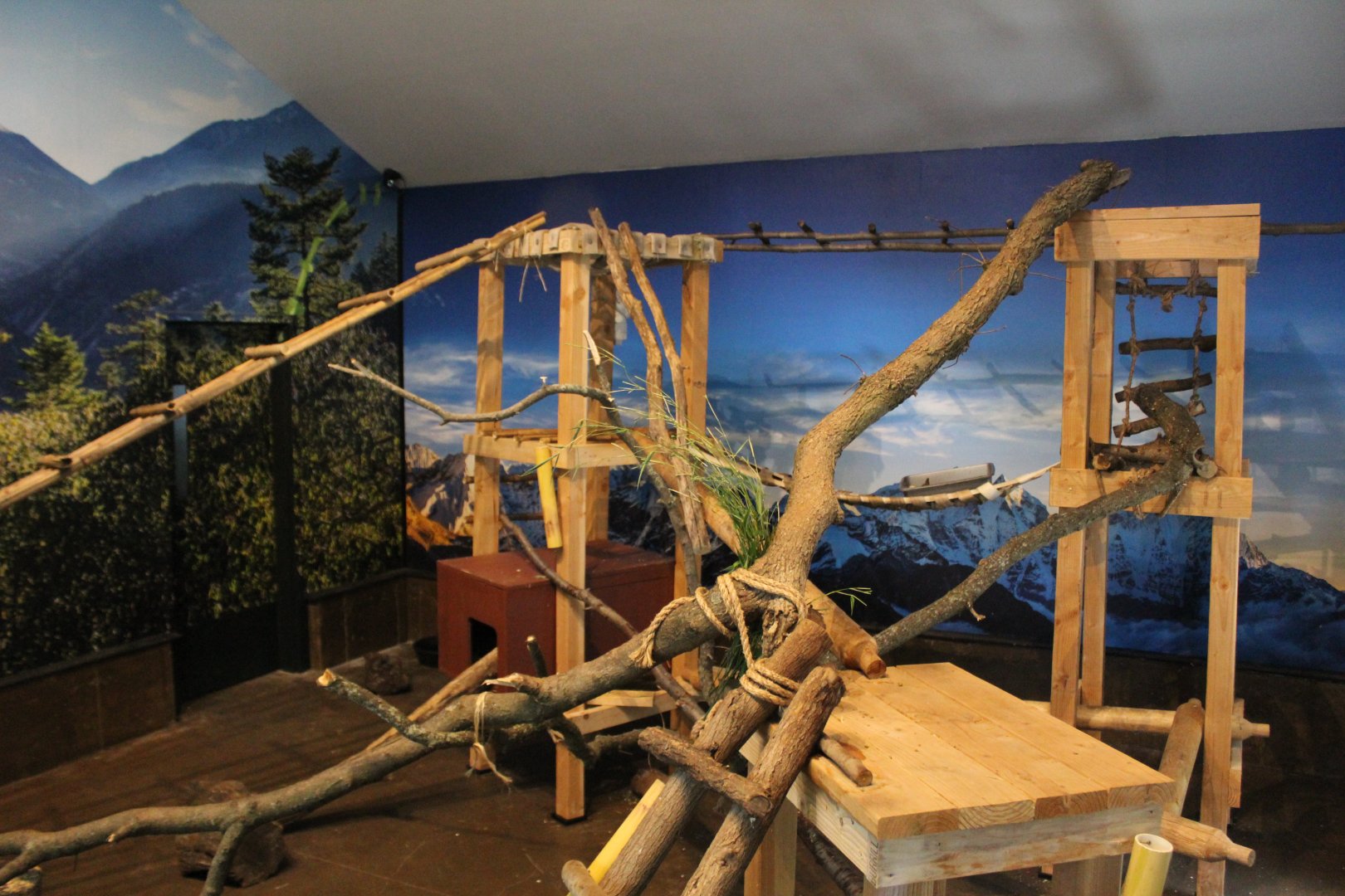 Red Panda Indoor Exhibit