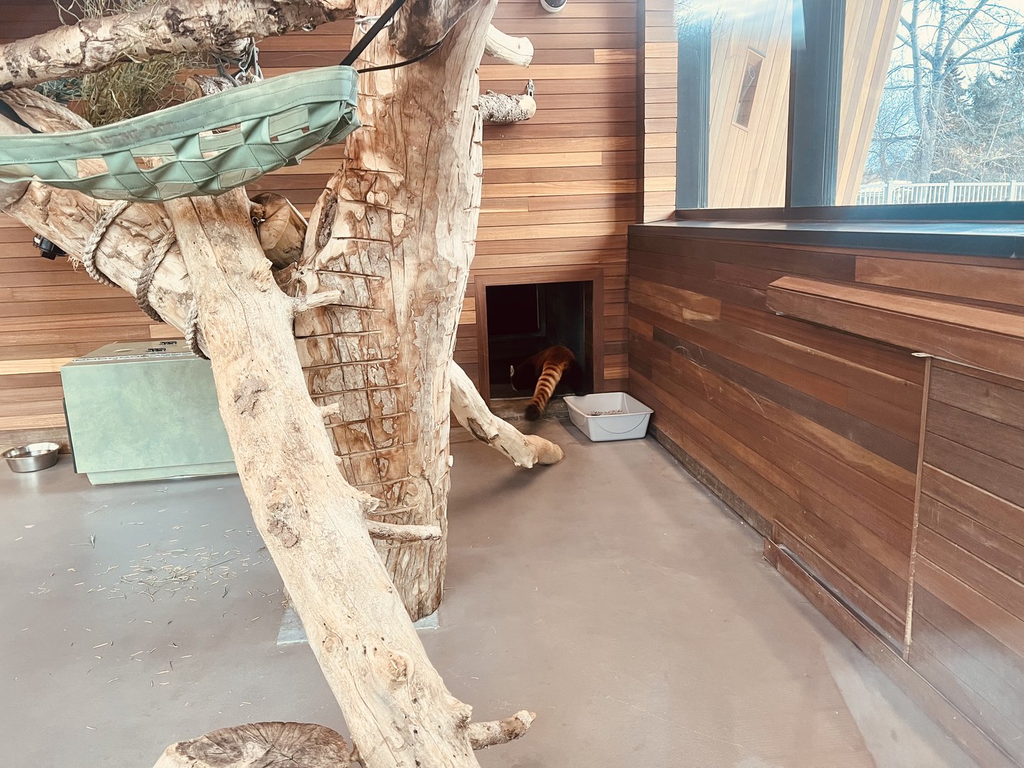 Red Panda Indoor Exhibit