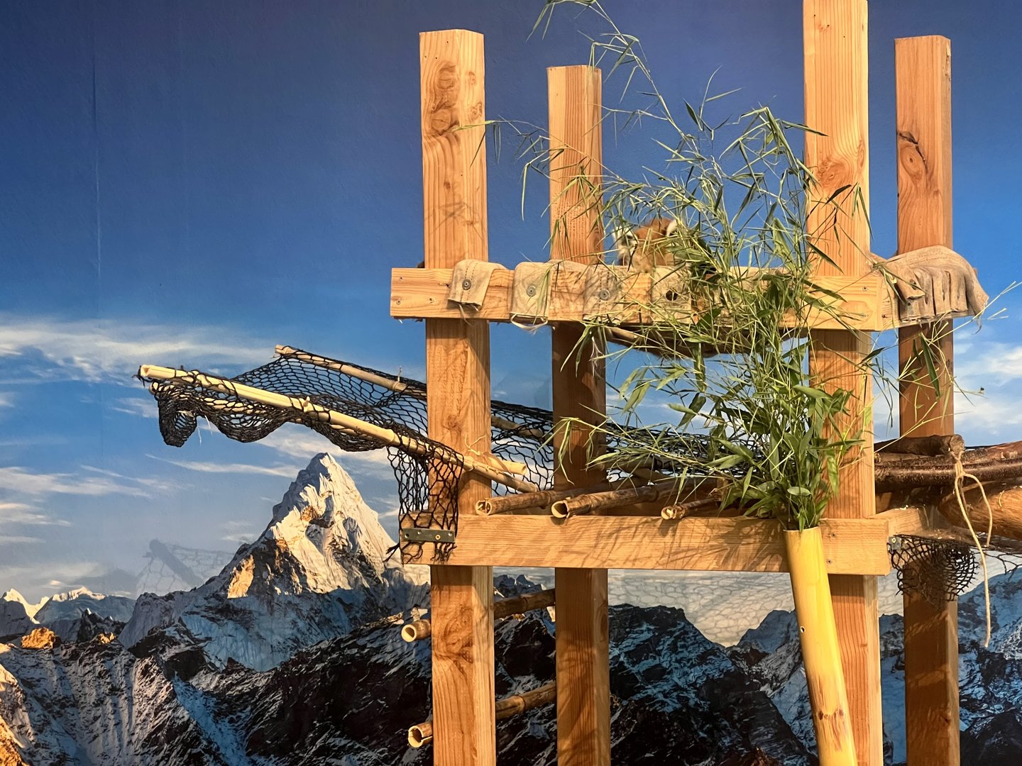 Red Panda Indoor Exhibit