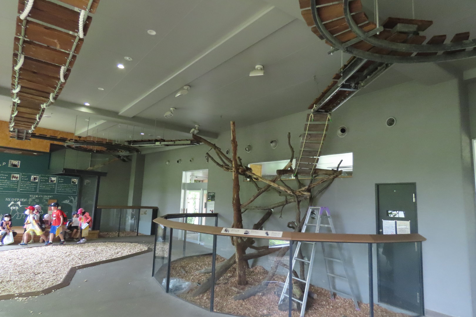 Red panda indoor walkway
