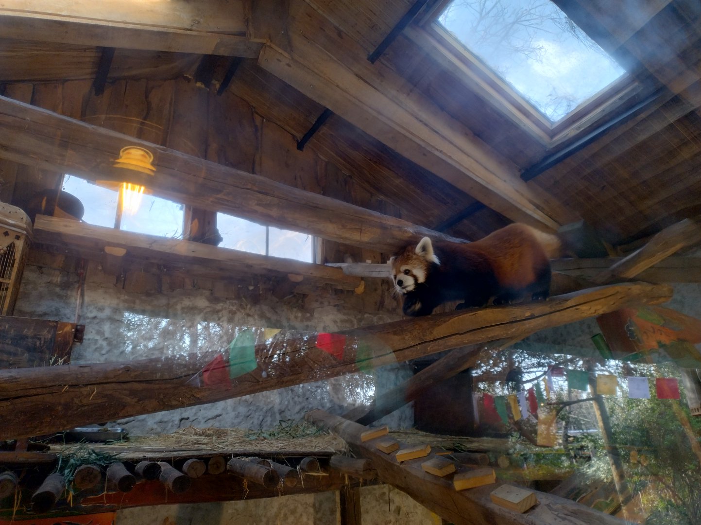 Red panda indoors - Buin zoo