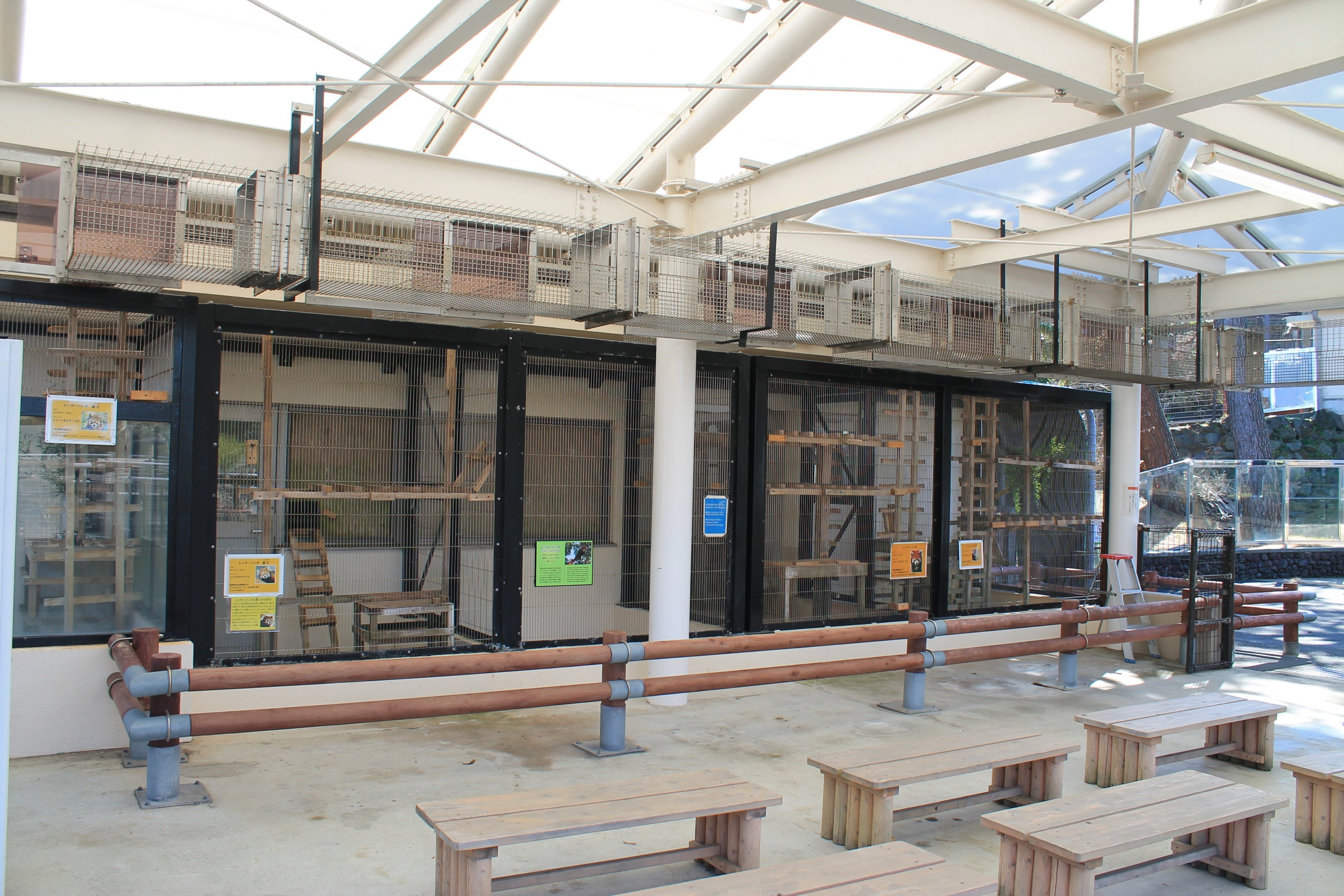 Red Panda indoors - Oshima Park Zoo