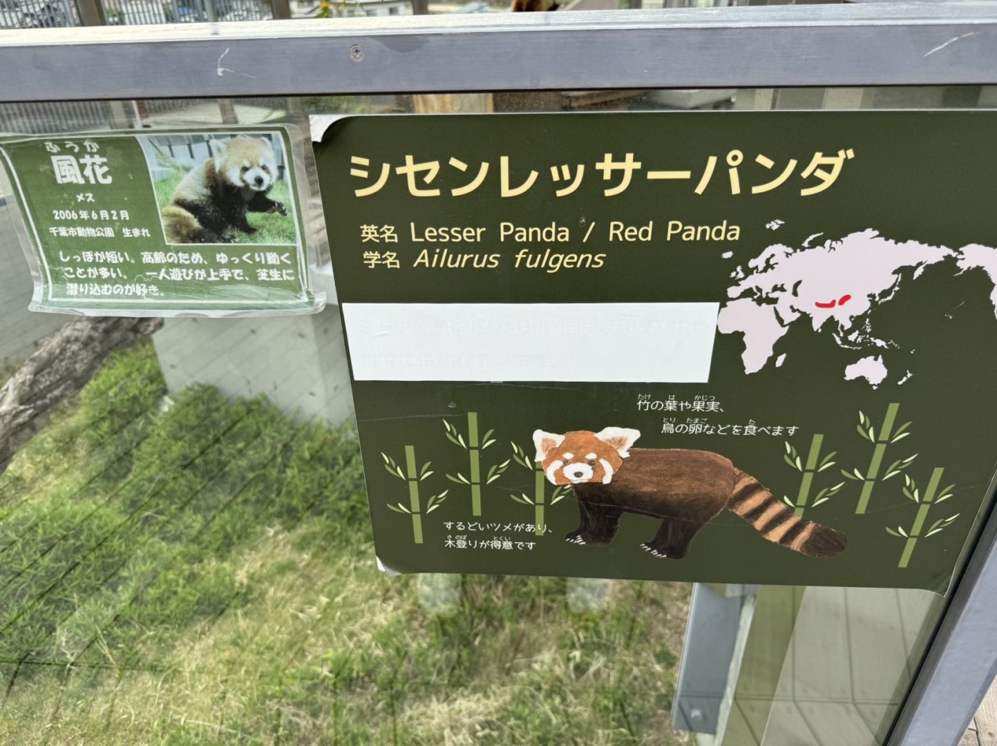 Red panda information