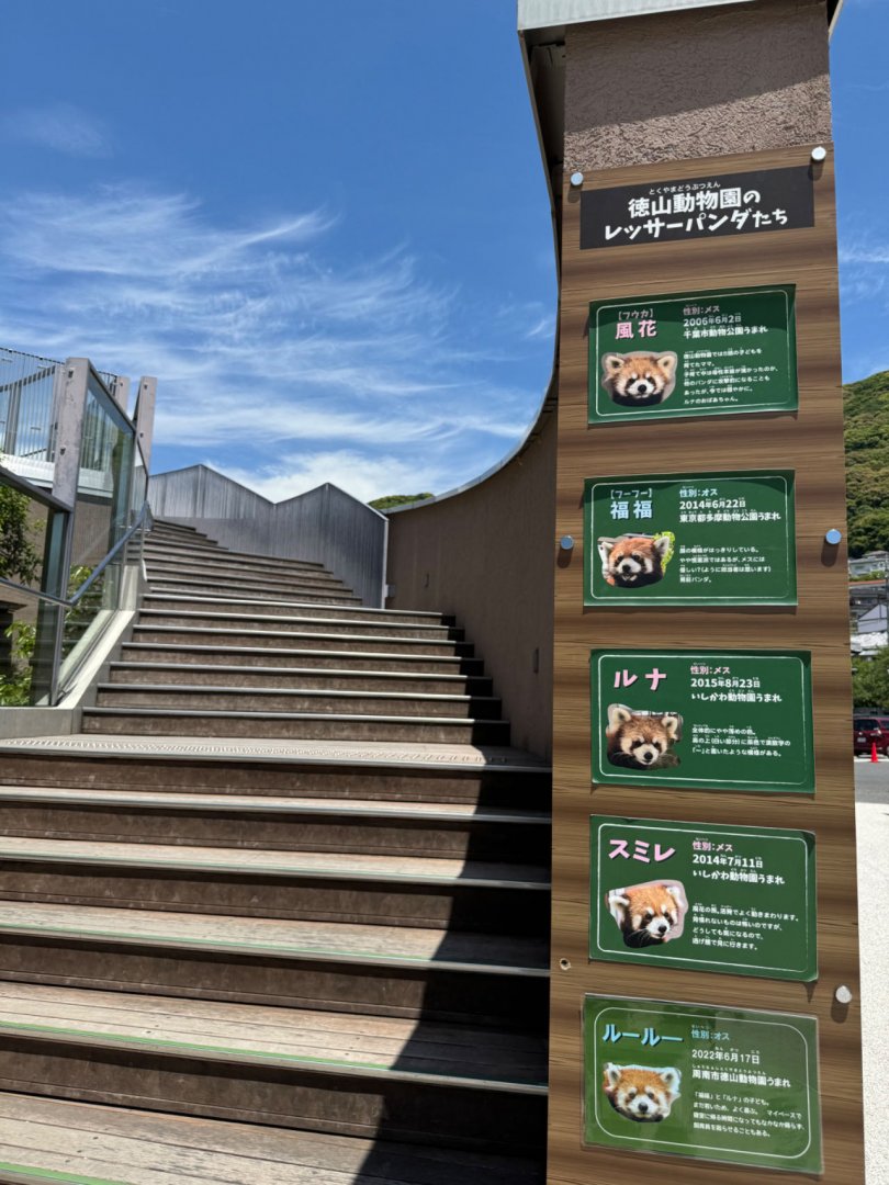 Red panda information