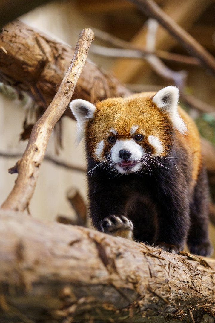 Red Panda - Izu Shaboten Zoo