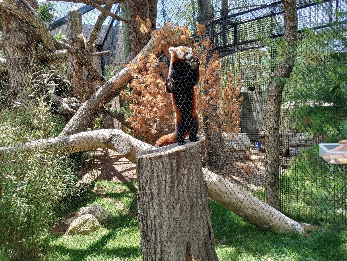 Red panda - Jacob