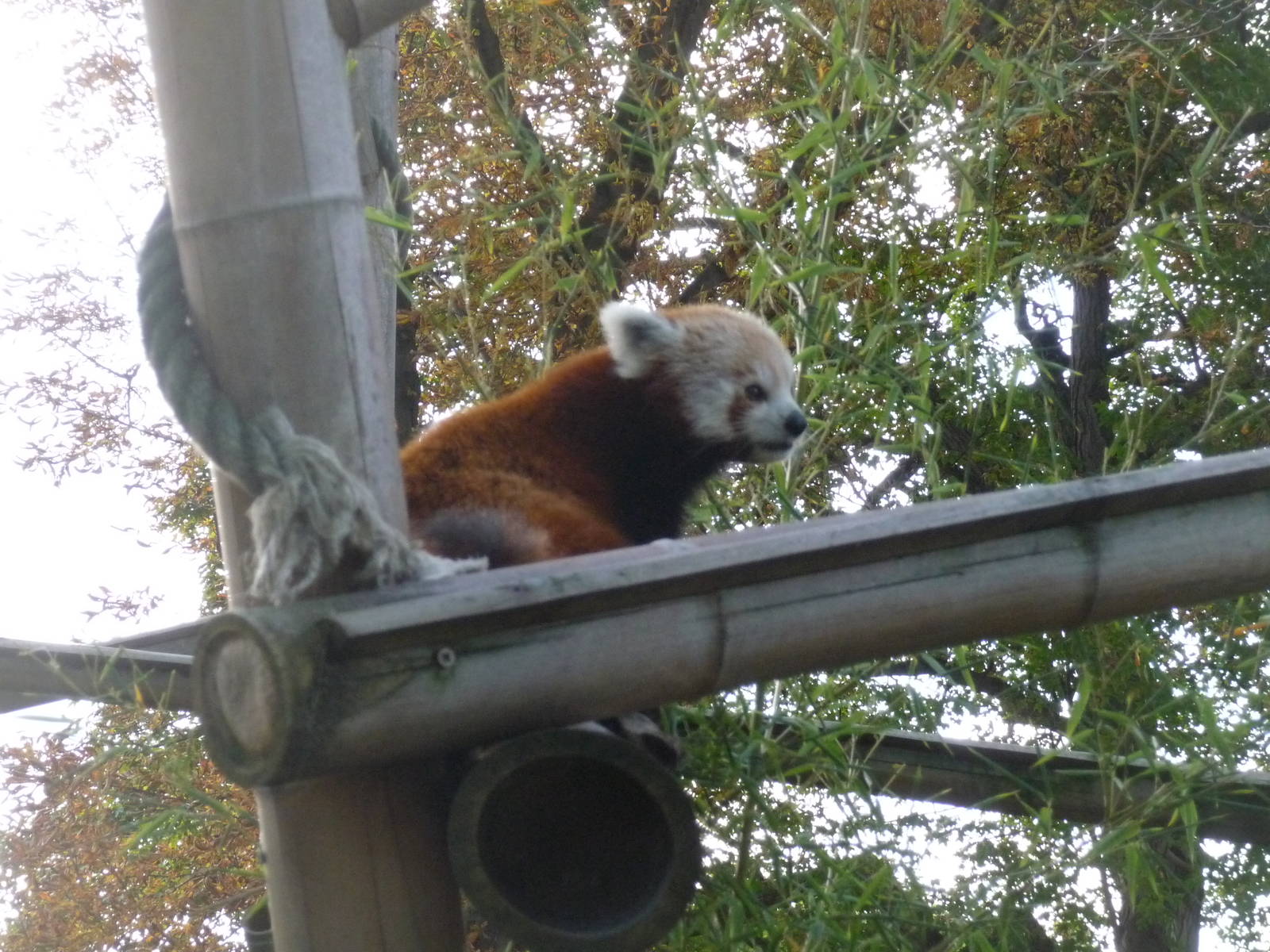 red panda jardin des plantes menagerie