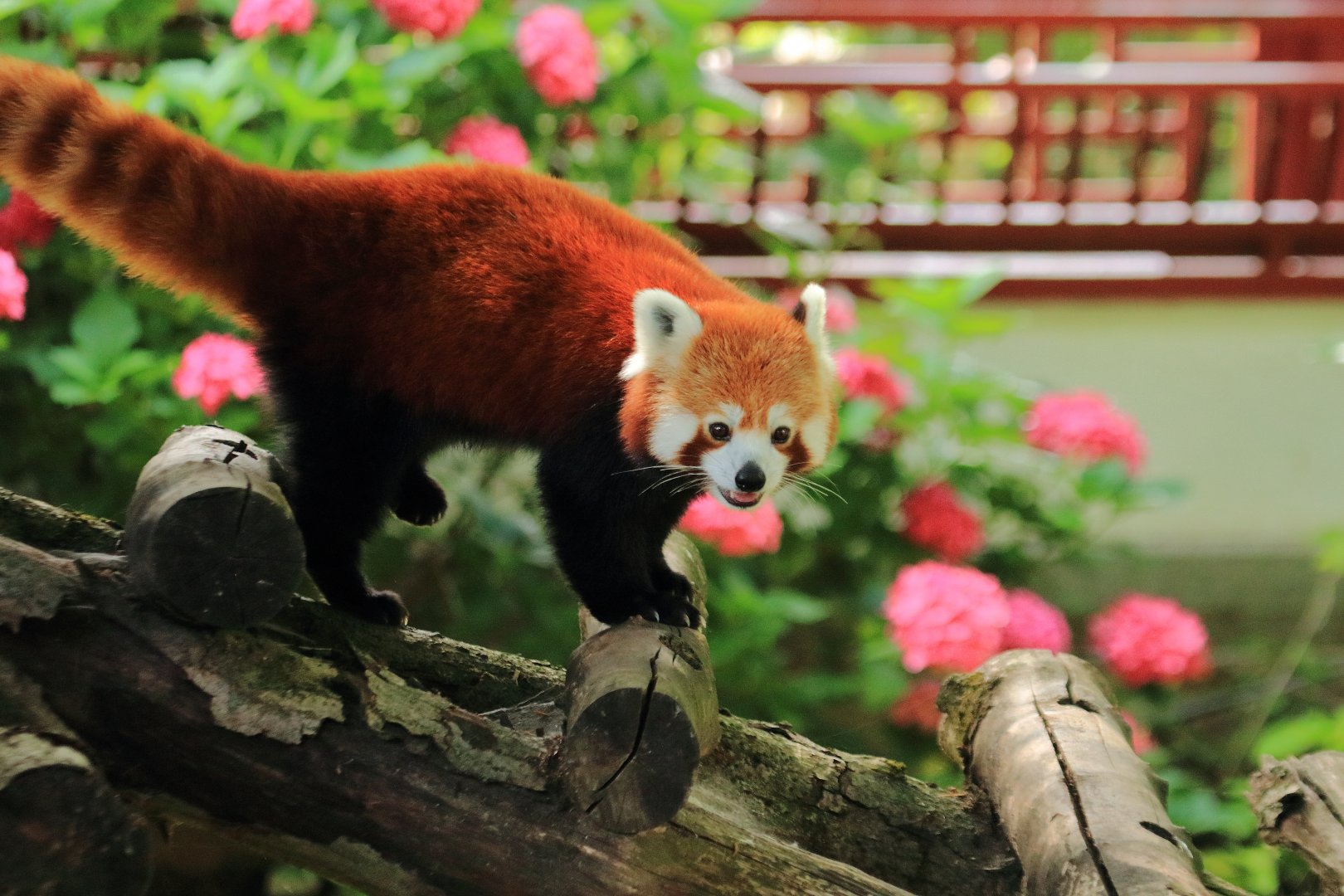 Red panda (July 2020)