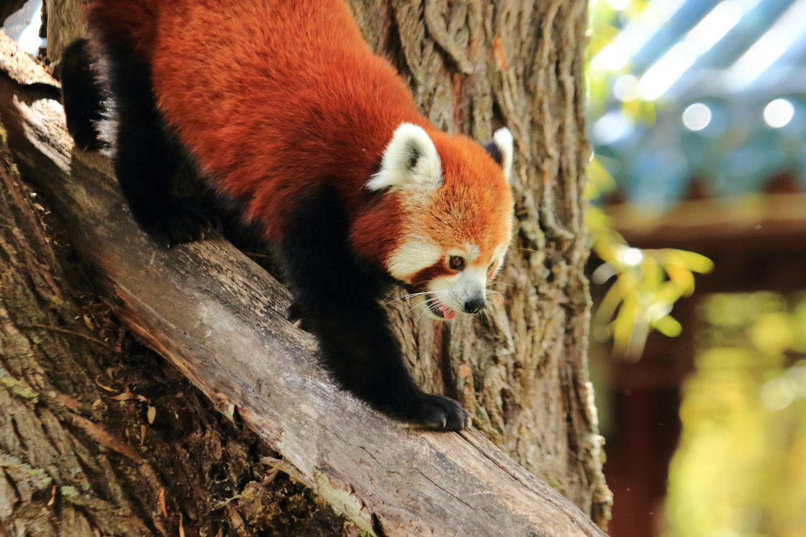 Red panda (July 2020)