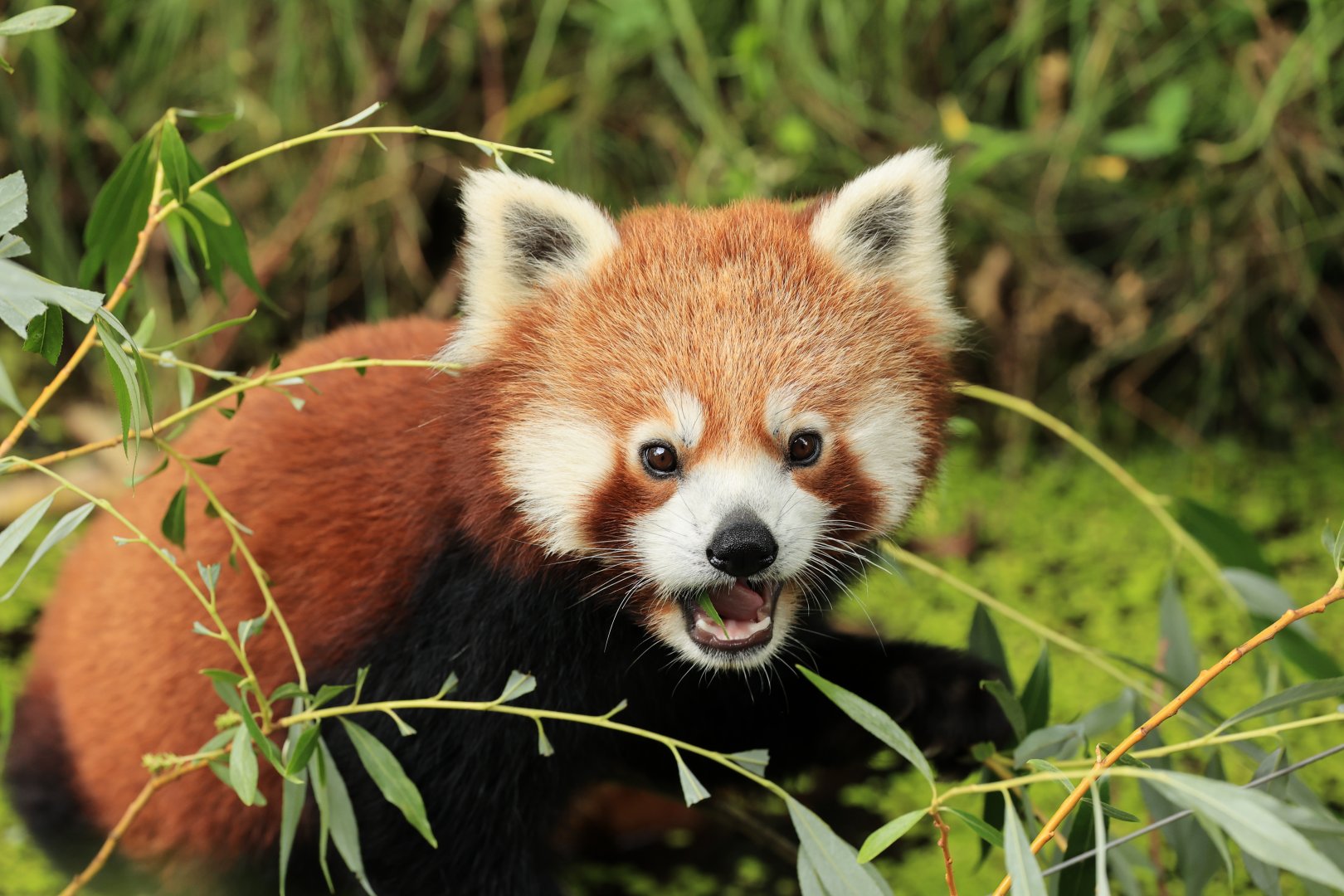 Red panda (July 2021)