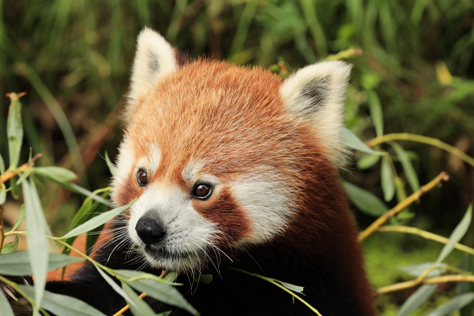 Red panda (July 2021)