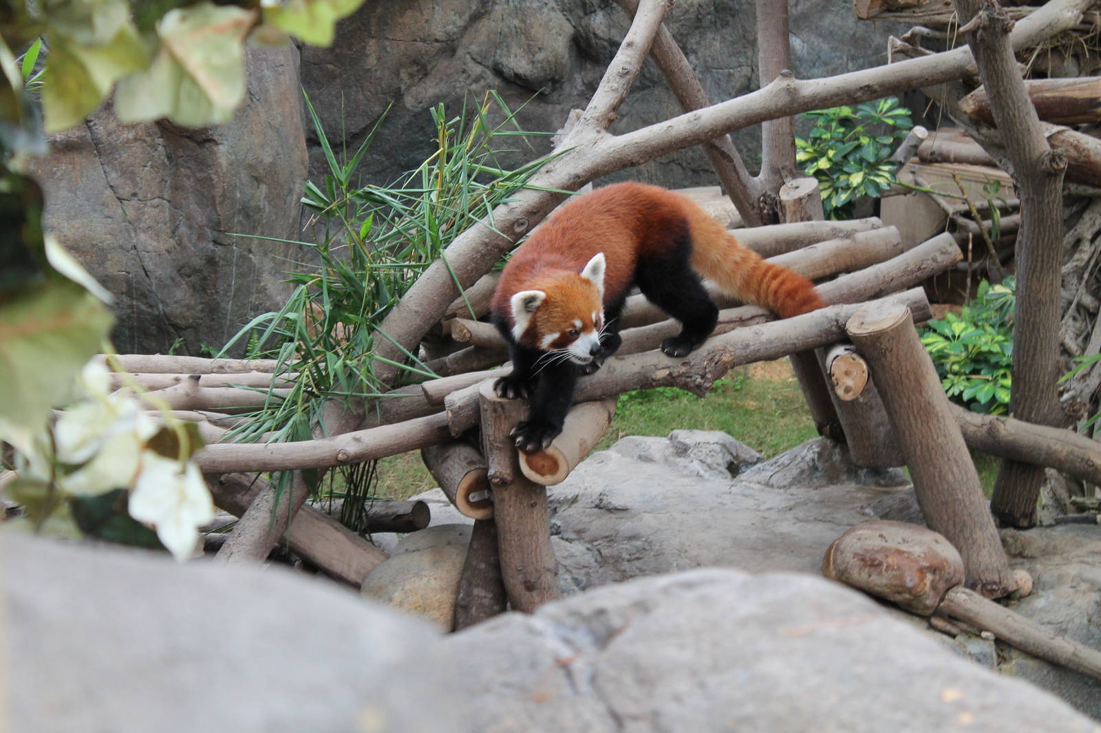 Red Panda - June 2013
