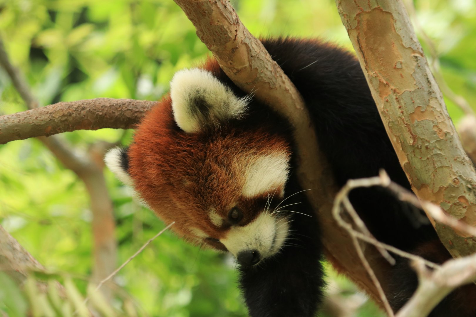 Red panda (June 2019)