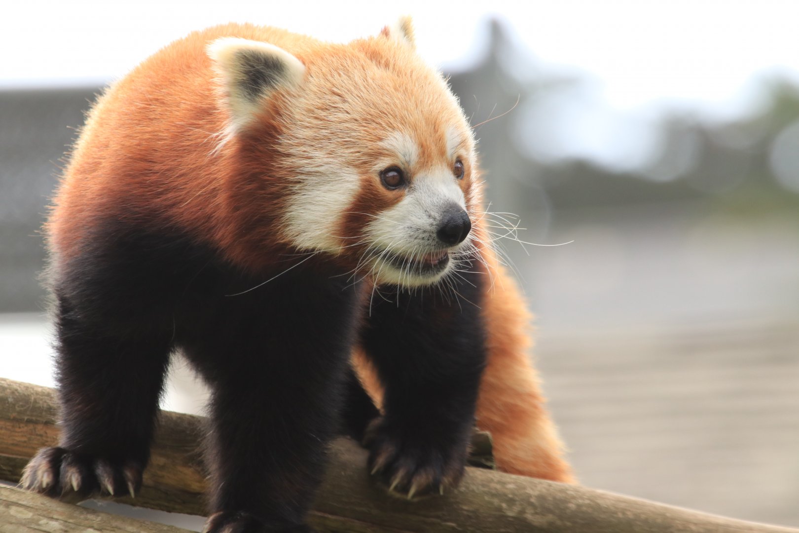 Red Panda (June 2019)