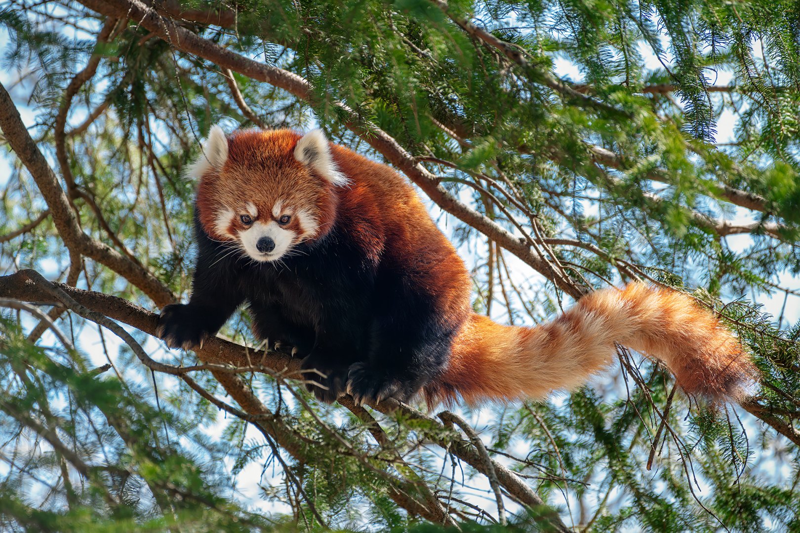 Red panda, Kalden
