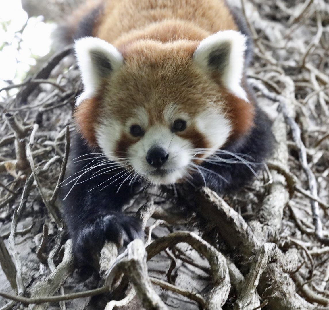 Red Panda Koda