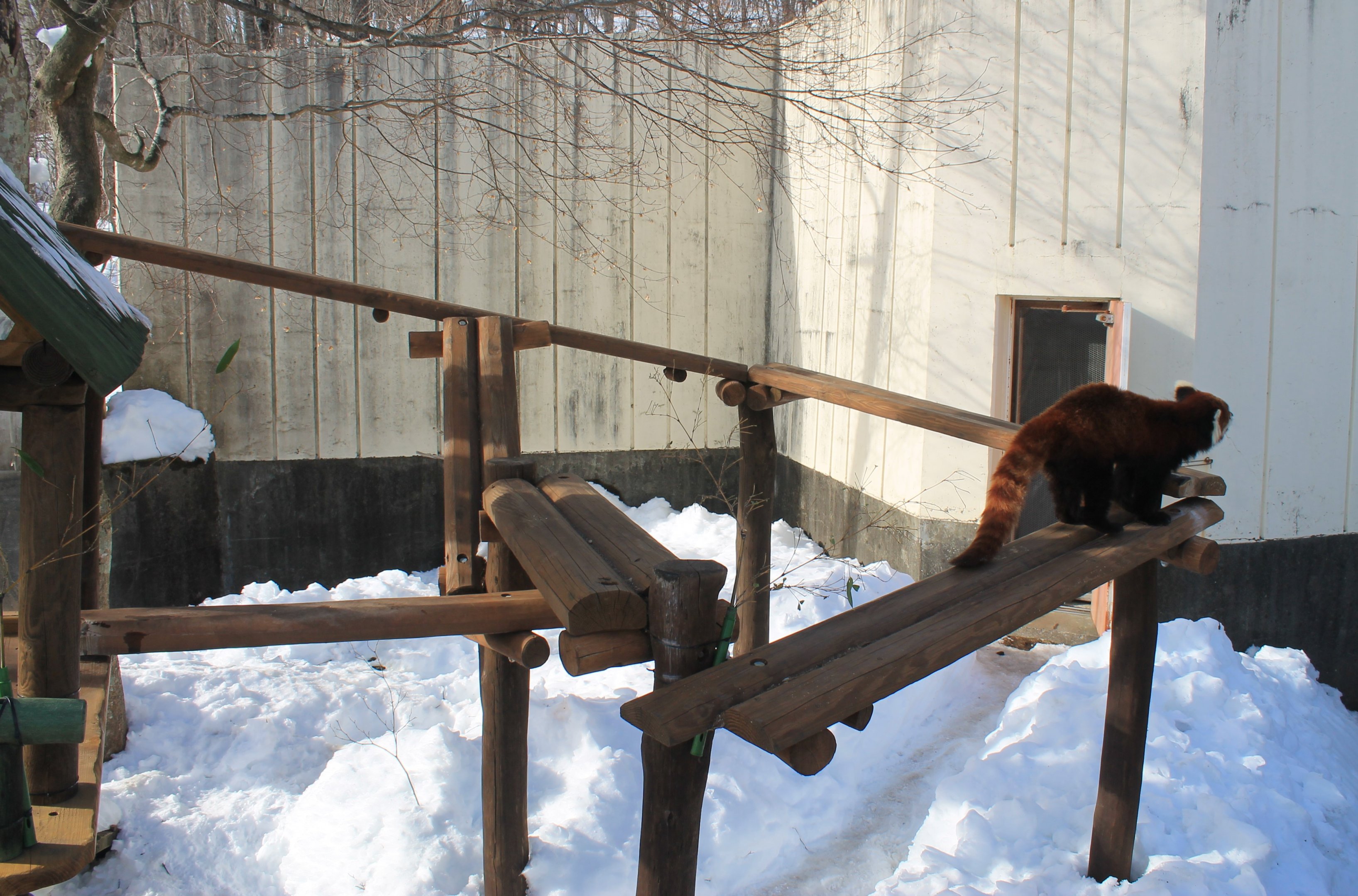 Red Panda, Kushiro Zoo