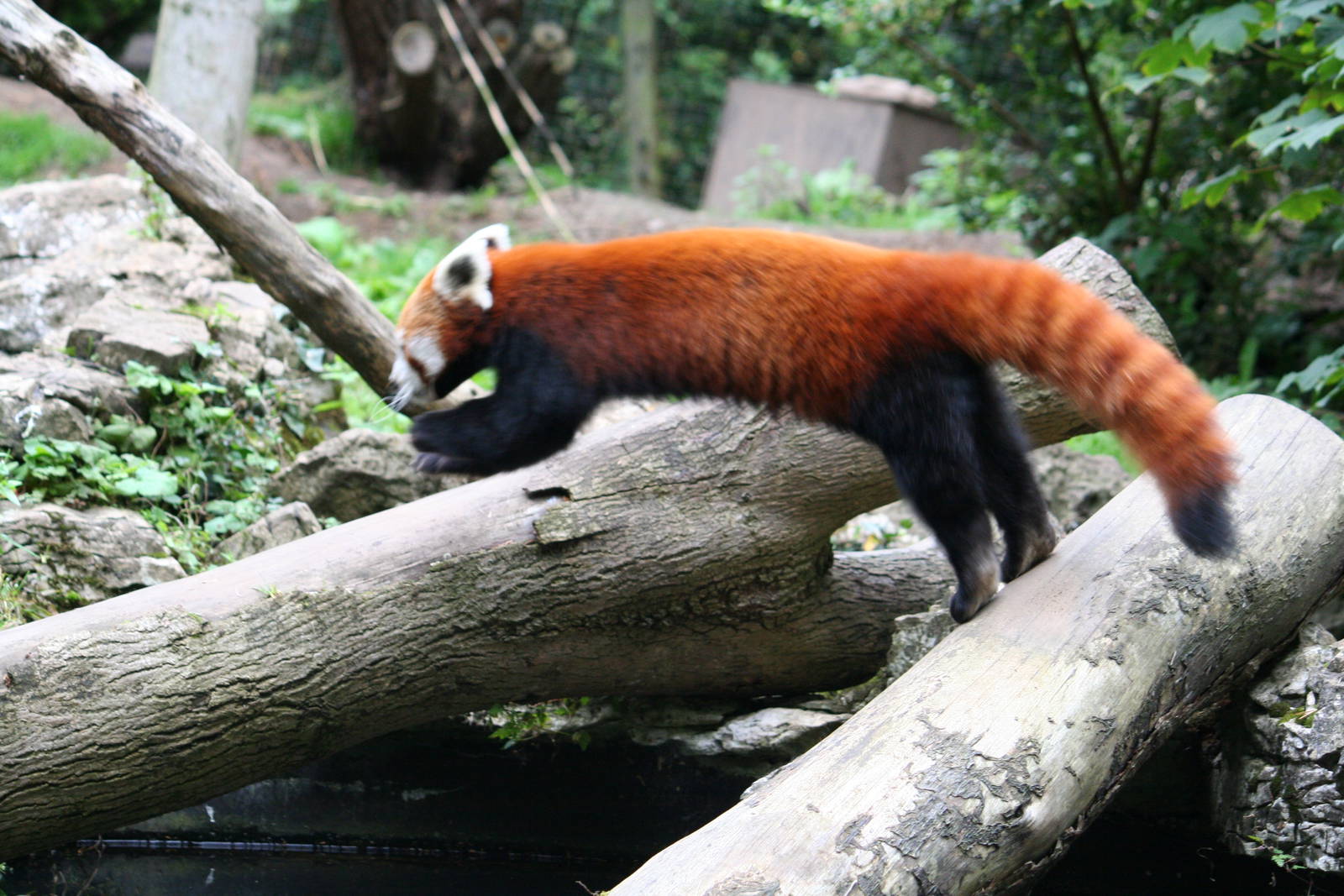 Red panda leap