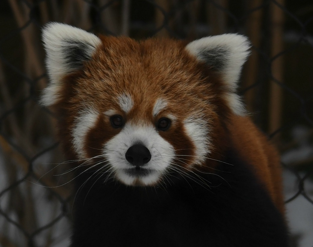 Red panda Leo