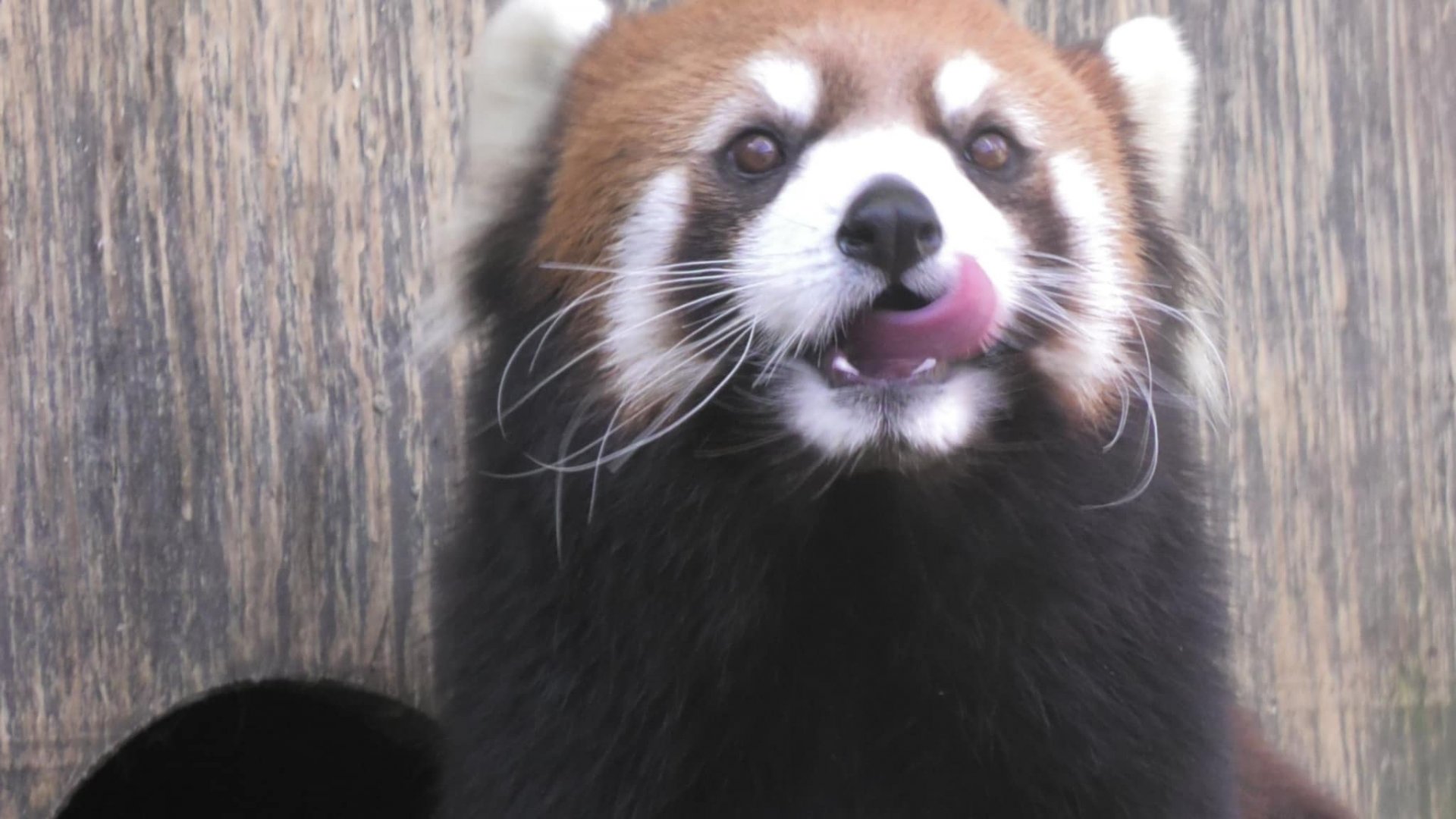 Red panda licking it's lips