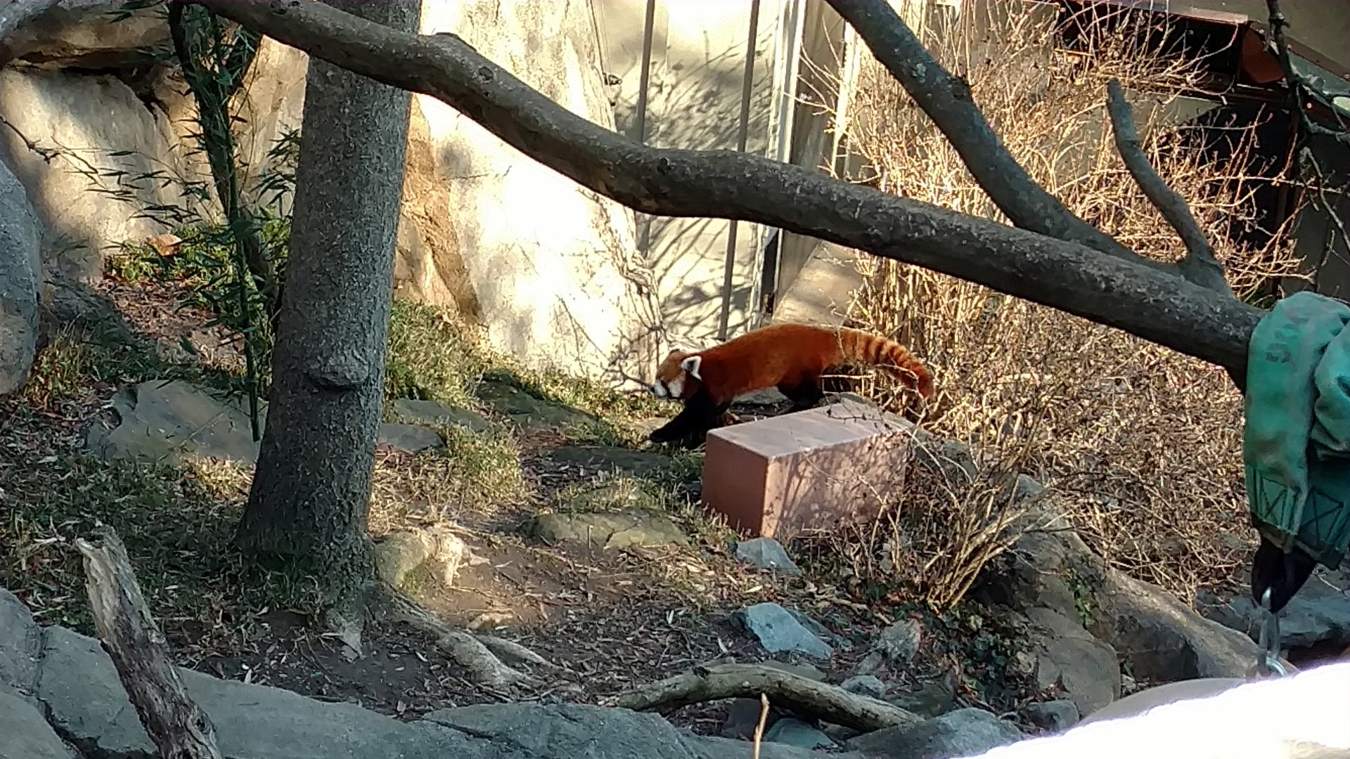 Red Panda Lounging, Asia Trail