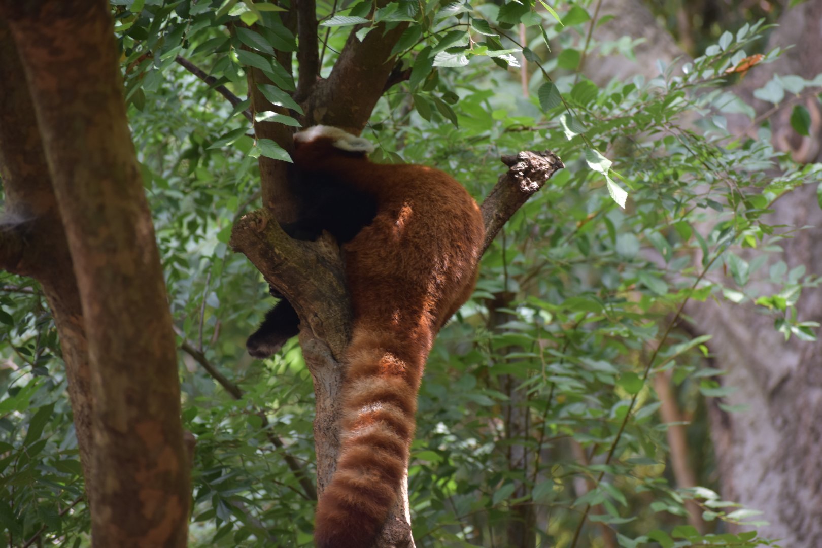 Red Panda Lounging