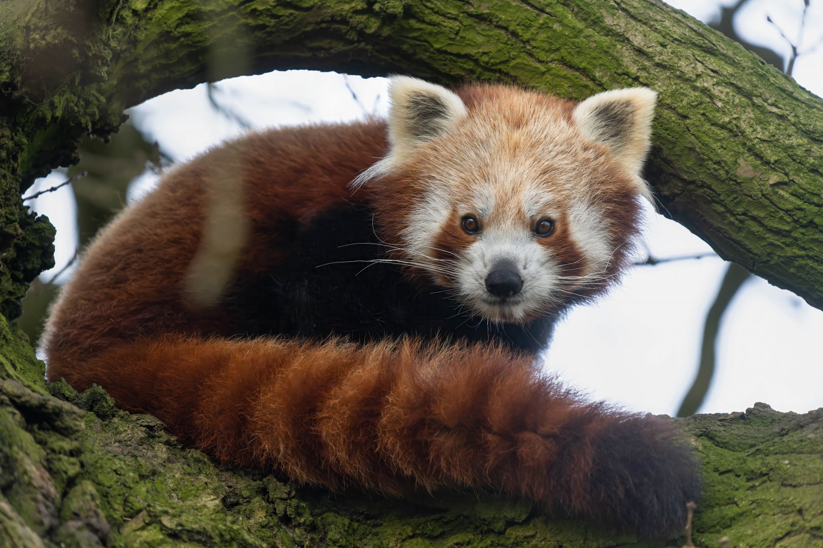 Red Panda (m), Nilo, ZSL Whipsnade, UK