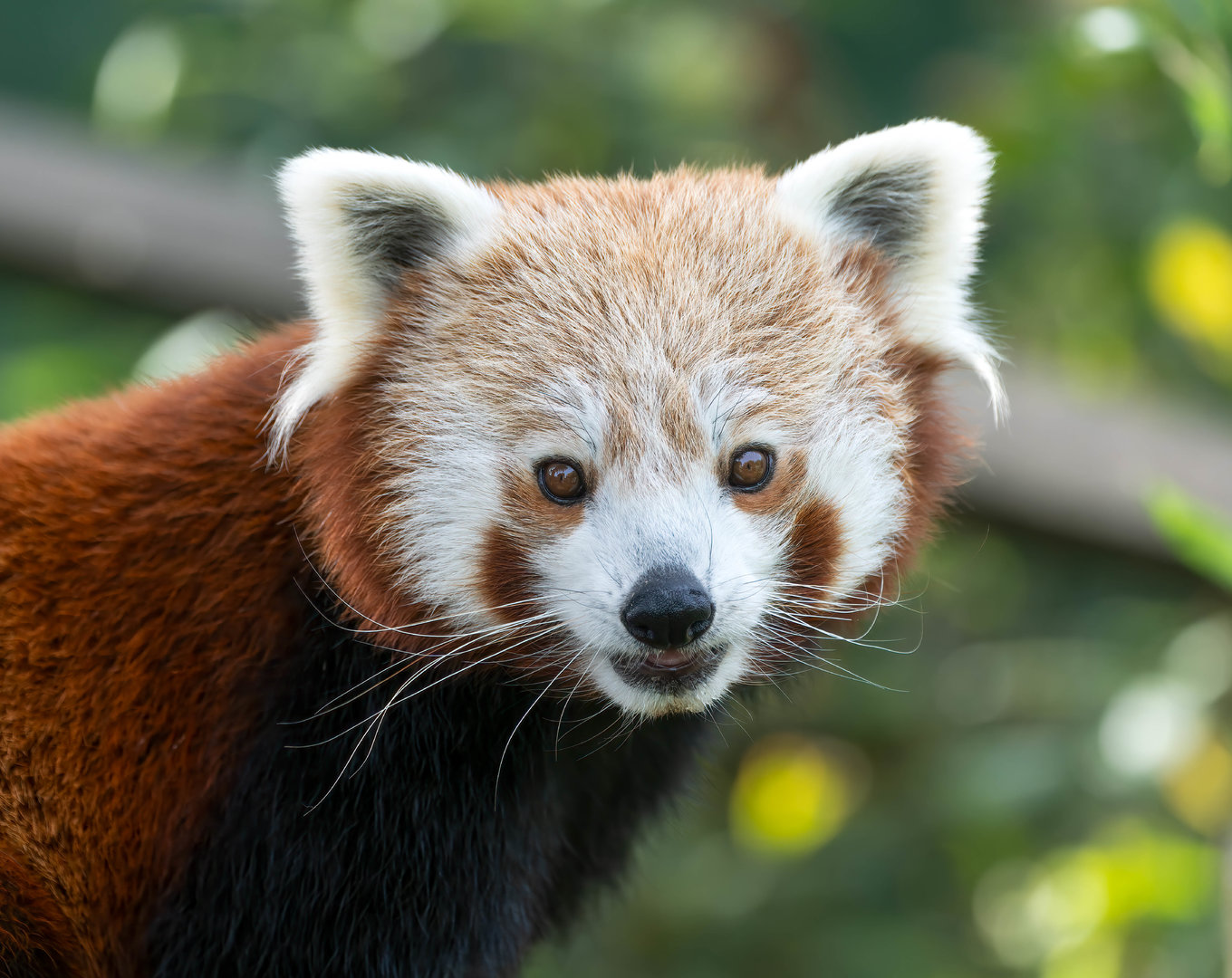 Red panda (m), Shepreth, UK